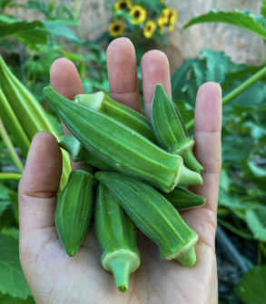 Fresh and Frozen Okra for sale. Wholesale Supplier Fresh Okra and Natural Okra (Okro) vegetable / Cheap Frozen Okra. - Image 5