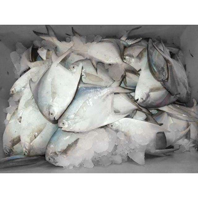 Frozen Silver Pomfret Fish Premium Whole Round Export Quality Seafood For International Food Distribution Markets - Image 3