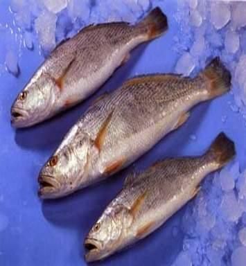 Frozen Whole TT Croaker Fish Supplier & Exporter India | Whole Round Frozen Fish | Bulk Wholesale Seafood - Image 3