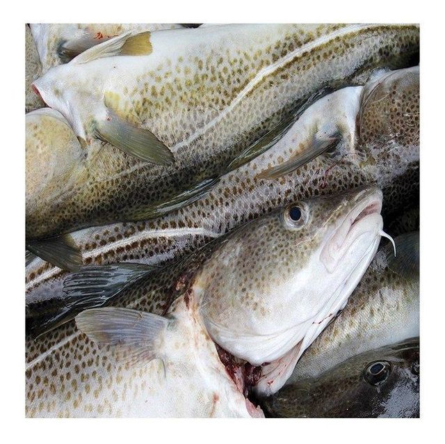 Fresh frozen Atlantic cod Fish / Fillets Buy Online Wholesale Deal Manufacturer Bulk Stock Supplier - Image 1