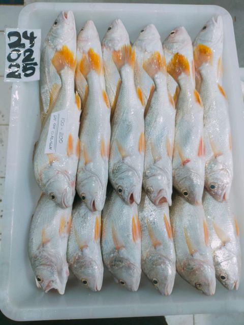 Yellow Croaker Type Frozen Material Yellow Croaker Place of Origin Indonesia Processing Type Block Frozen Shelf Life 24 months at - Image 3