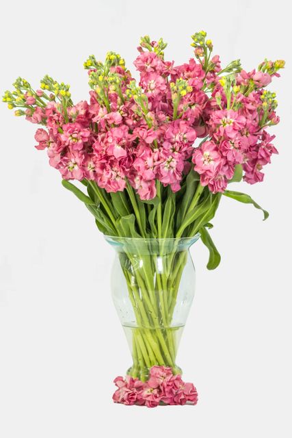 Alelí Mathiola Stock Packaging Details QB Color Signature scent Cultivation Type Exportation Scent Character Spicy, - Image 5
