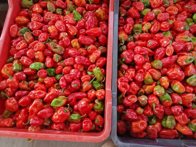 Fresh Habanero pepper (Red, yellow and green)and Bell Pepper (red, yellow and green) - Image 4