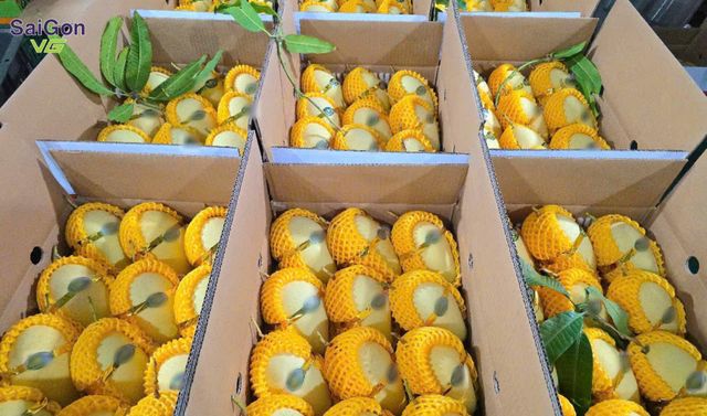 Vietnam Fresh Cat Chu Mango – Premium Export Quality | GAP-Certified Vietnamese Mango Supplier – product photo 3, product detail gallery