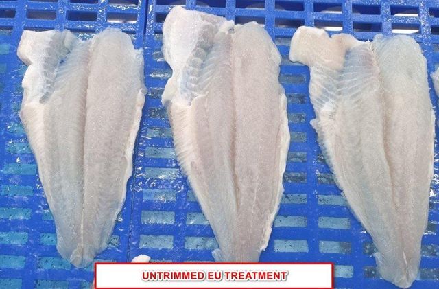 Frozen Pangasius Fillet - Image 5