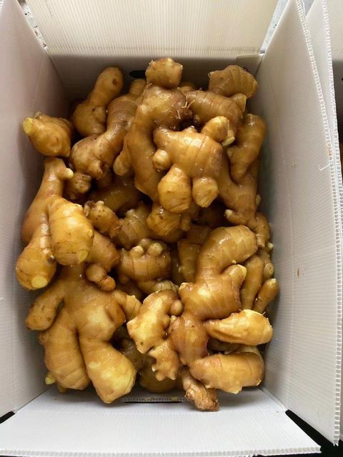 Fresh / Air Dried Chinese Ginger for Export with High Quality - Image 4