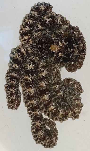 ornament fish, exotic fish, live fresh/salt water fish Delivery Assurance Stable Supply, Consistent Standards Fish Type Ornament Fish, Exotic Fish, Live Fresh/salt Water Fish - Image 3