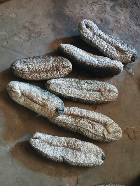 Sea Cucumber - Image 1