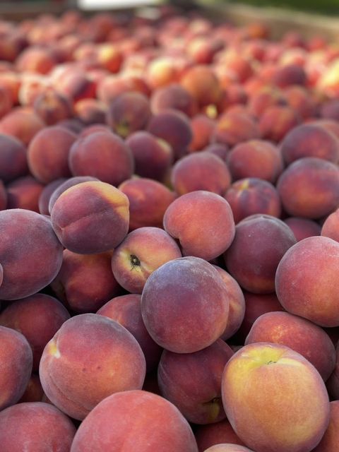 Fresh South African Quality Peaches Organic Yes Color Yellow Origin South Africa Flavor Sweet And Aromatic Packaging Customized Packaging - Image 3