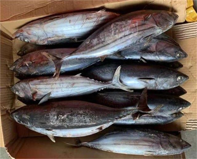Skipjack Tuna - High Quality Frozen Seafood - Image 4