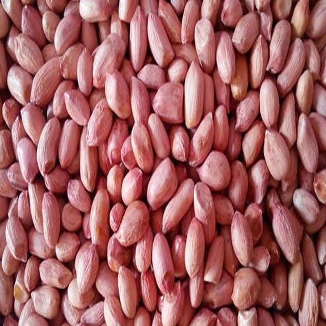 Buyers for Wholesale Jumbo Raw Peanuts High Quality Natural Bold Blanched Peanuts Kernels - Image 4