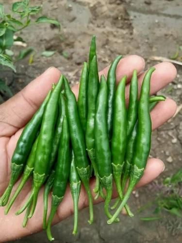 Green Chilies - Image 2