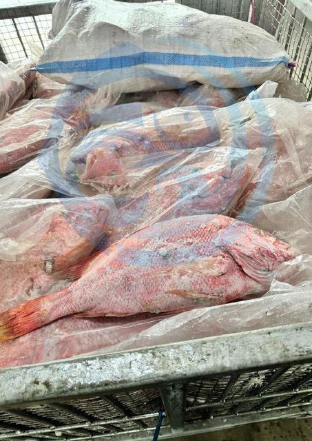 RED SNAPPER - HIGH QUALITY Type FROZEN Packaging BOX Color Vibrant Red Skin Flavor Delicately Sweet Texture Firm White Flesh - Image 3