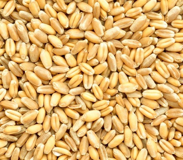 Dried Wheat Grain High Quality soft & hard Wheat Grains from AUSTRIA bulk Wheat Grain Wholesale - Image 3