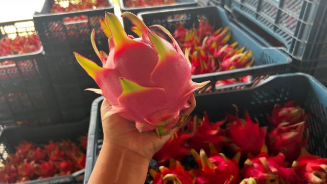 Dragonfruit Organic No Grade A, AA Size 10, 12, 6, 8, 9 Packaging 3 kg, 4.5 kg Place of Origin Perú🇵🇪 Degree of Processing Other - Image 4