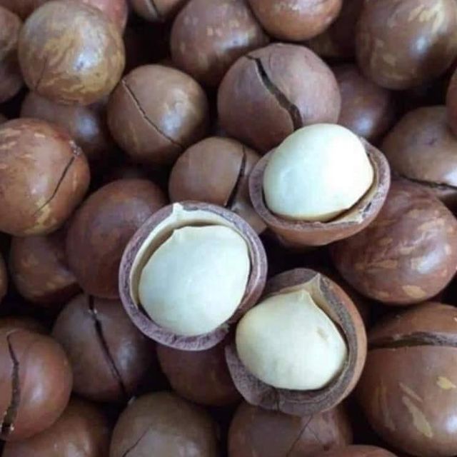 [ Free sample ] High Quality 100% Macadamia nuts cracked dried size 22mm - 25mm origin Vietnam service private label for healthy - Image 5