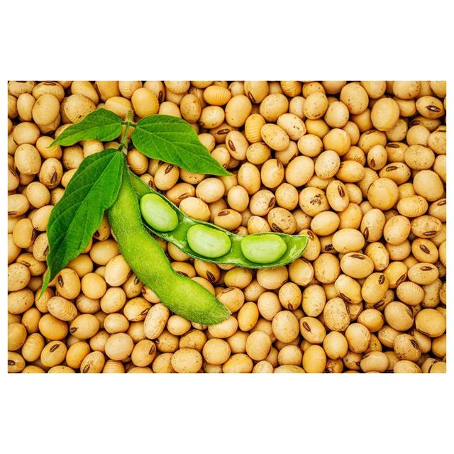 Premium Brazilian Soybeans frozenchickenexports.com - Image 3