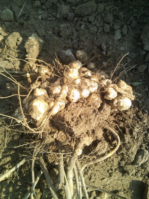 Topinambur Sunroot Sunchoke Grade FOOD Form FRESH Texture Knobby Flavor Nutty, Sweet Type FRESH VEGETABLE Shelf Life 5-10 DAYS - Image 4