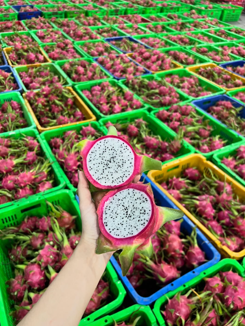 Vibrant Freshness Dragon Fruit Exotic Flavor Premium Quality Dragon Fruit 10kg Box Sale - Image 5
