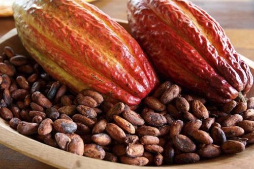 Sri Lanka Organic Dry Cocoa Beans – product photo 4, product detail gallery