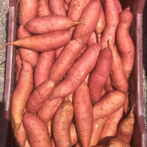 Fresh Sweet Potatoes High Quality Cheap Price  Wholesalers Fresh Potato. - Image 4