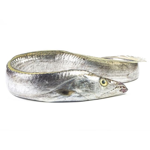 Frozen Ribbon Fish Wild Ocean Harvest Delivering Fresh Marine Character For Wholesale Seafood Purchasing - Image 4