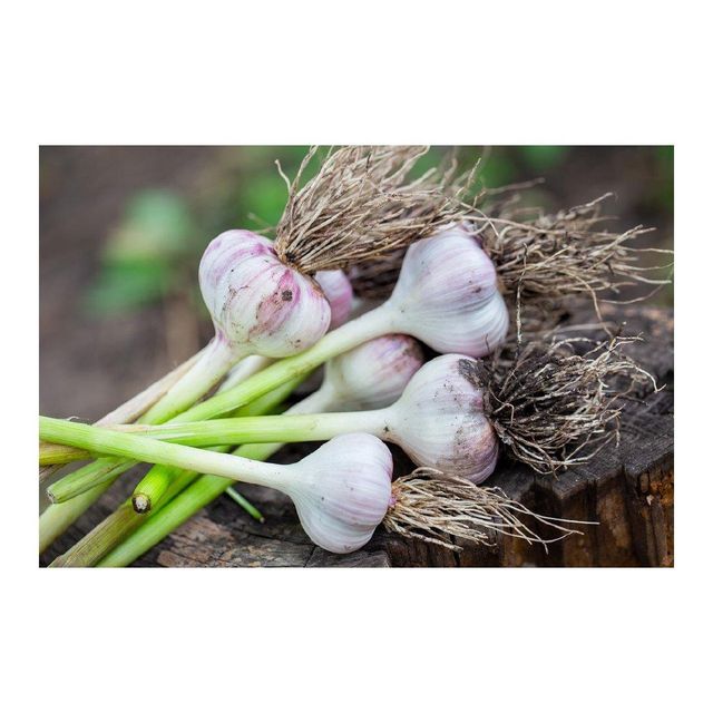 Bulk supply of Fresh Garlic harvested and shipped under strict quality control - Image 4