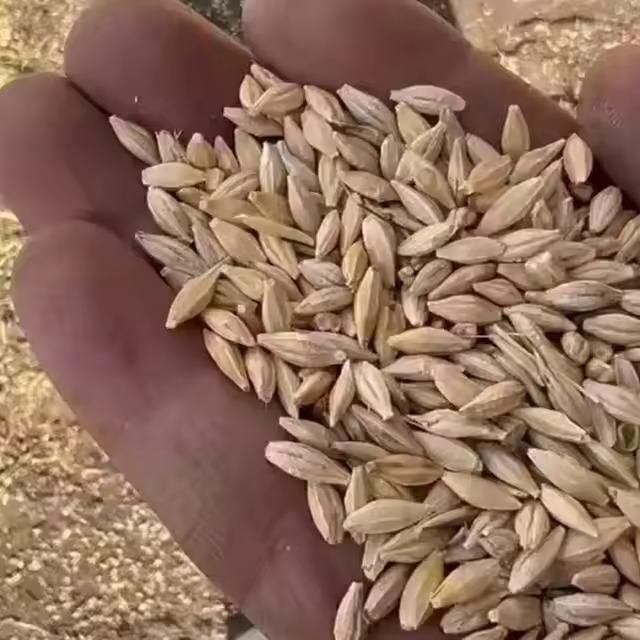 Best Quality Organic Dried Barley Grain Malt Animal Feed Top Grade 100% Purity 25kg/50kg Packaging - Image 4