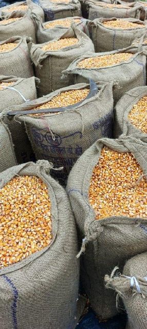 Maize Features Organic Packaging Size 50kg - Image 3