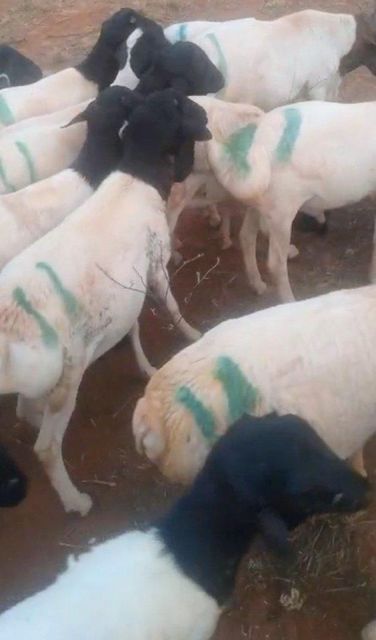 Refede Sheep, Black head sheep, Goat - Image 3