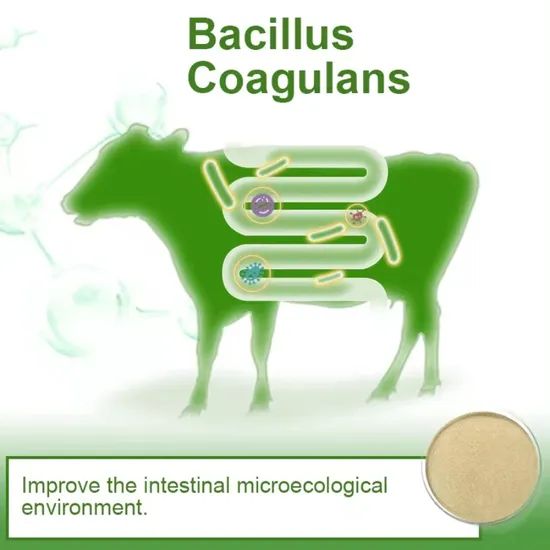Effective Microorganisms Probiotics Bacillus Coagulans Powder - Image 4