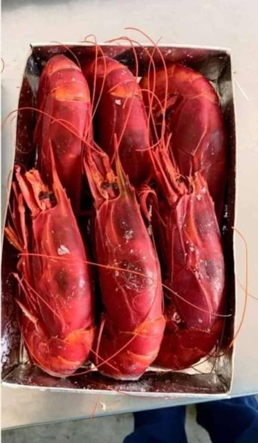 HEALTHY FRESH FROZEN CLEANED YELLOWFIN TUNA(5-6Kg) VACUUM PACKED PREMIUM EXPORT QUALITY FOR SALE - Image 3
