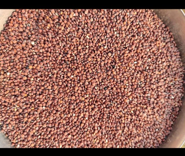 Red Quinoa Seeds, Regular Size, Purity - 99.9 %, Indian Origin - Image 2