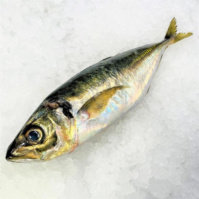 Frozen Mackerel Fish Deep Sea Harvested Seafood Offering Excellent Texture And Fresh Taste For Bulk Importers - Image 1