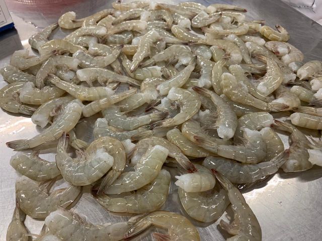 TITI SHRIMP, WILD CAUGHT SHRIMP, FARM SHRIMP, TUNA YELLOWFIN, MAHI MAHI - Image 2