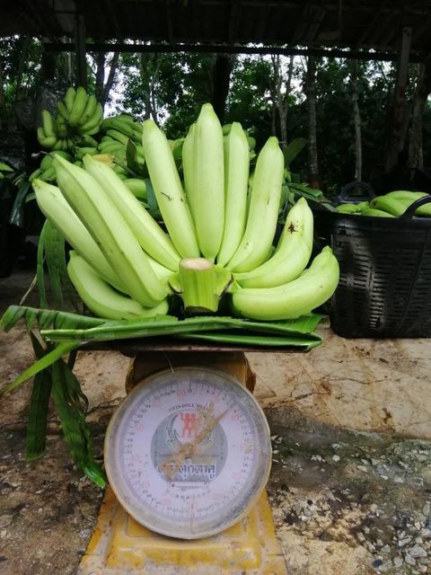 Fresh Banana from Thailand (Gros Michel) - Image 2