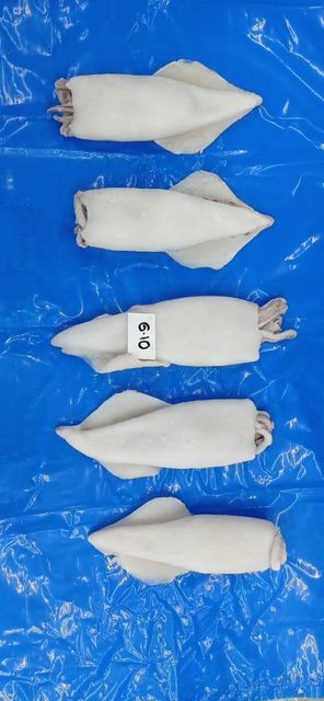 squid or squid rings - Image 1