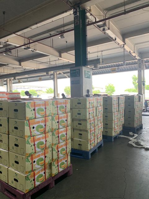 Whole Durian Mon Thong Premium Fresh Organic King of Fruits Original Taste From Thailand Rich & Creamy 3-4 PCS/BOX (Whole) - Image 3