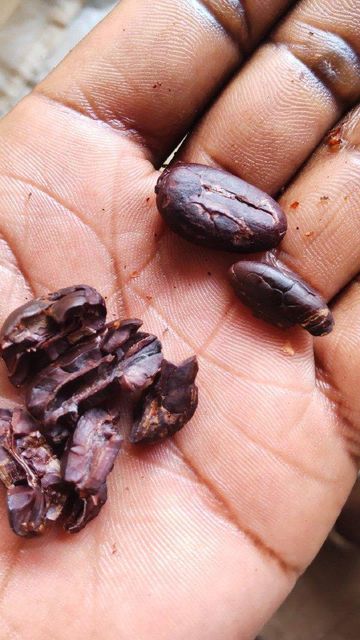 Cocoa Beans - Image 5