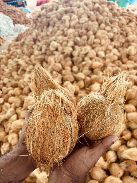 Semi husked coconut Shelf Life Long Shelf Life Maturity Status Fresh And Matured Kernel Quality High-quality Kernels Husk Condition Partially Removed - Image 1
