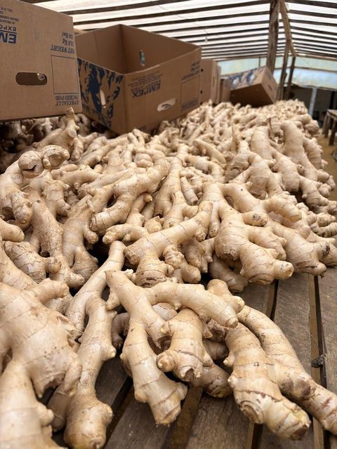Premium Quality Fresh Ginger Root Wholesale Fresh Vegetables Ginger Bulk Stock At Wholesale Cheap Price - Image 3