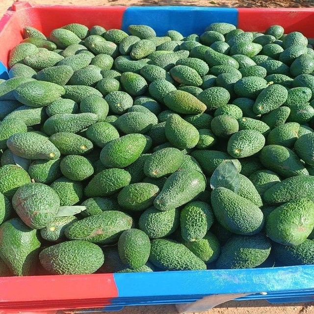 Organic Fresh Avocado, Premium Grade, Nutrient-Rich Fruit, Perfect for Cooking & Healthy Eating - Image 4