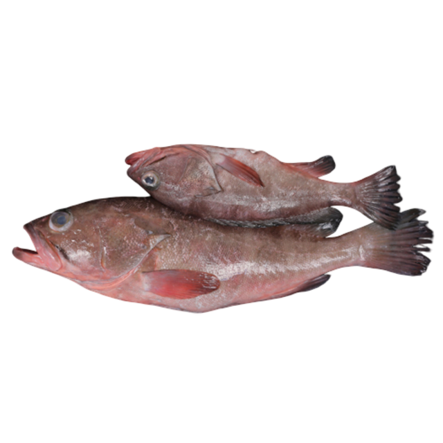 FROZEN REEF COD Shelf Life 2 YEARS Texture Firm White Meat Flavor Delicate, Savory Packaging 20 Kg Ctn (IWP) Packaging Type Running Weight - Image 1
