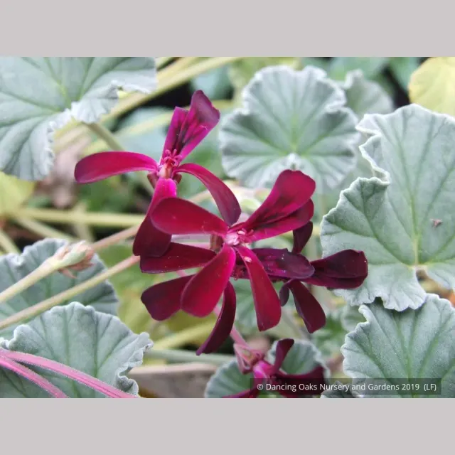 Pelargonium Sidoides - Image 4