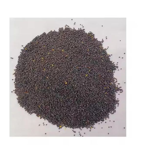 Premium canola seeds available for sale for intern-ational buyers and processors - Image 4