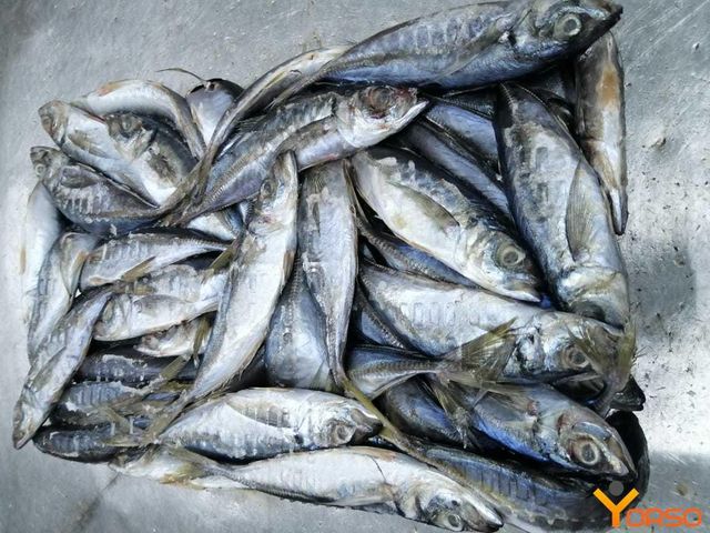 Fresh Mackerel - Image 1