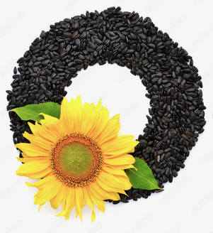 Sunflower Seed Kernels For Sale. best quality raw & roasted cashew ,Apricot ,pistachio ,hazelnuts,pine ,walnut, macadamia nut. - Image 2