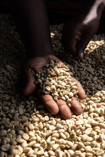 Specialty Arabica Coffee - Image 2
