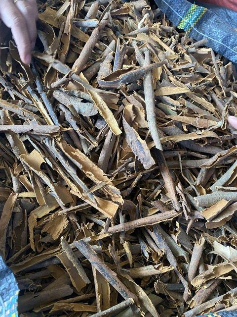 CASSIA BROKEN CLEAN - Image 3