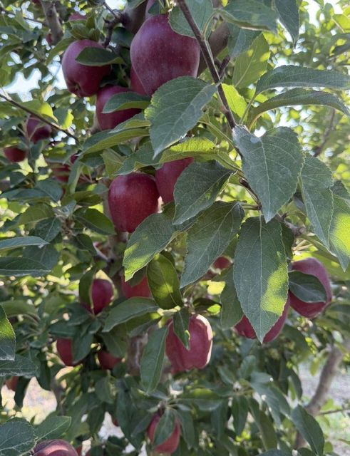 Fresh Apple - Image 3
